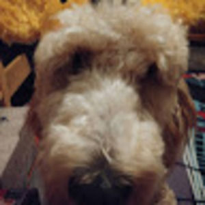 Meet your Posher, Noah